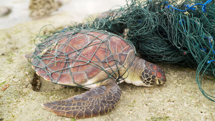 A green sea turtle, chelonia mydas, caught in a ghost net of the coast of Indonesia, endangered...