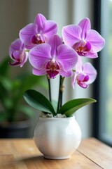 Delicate purple orchid petals unfolding in a white vase, blossoms, gardening