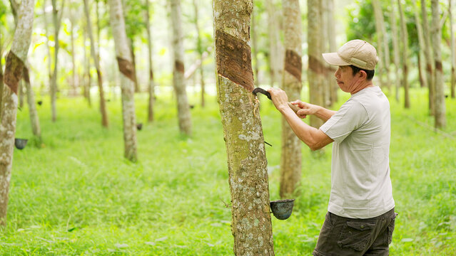 A rubber tapper tapping a tree, heveo brasiliensis, with a hooked knife and peeling the bark to harvest latex in a plantation