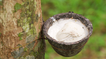 close up, natural rubber drops falling in small bucket on tree, latex tapping, smallholders lump,...