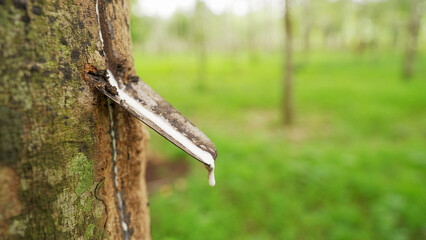 Nature white latex rubber dripping from tree on a plantation, harvest, slow motion shot