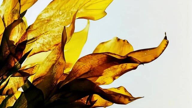 Close-up of vibrant bladderwracks illuminated by sunlight against a soft background, symbolizing warmth