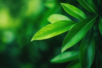Fototapeta premium Lush green leaves showcase vibrant textures and shades, highlighting nature's beauty in a soft, blurred background.