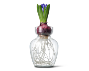 芽吹き始めた、ヒヤシンスの球根