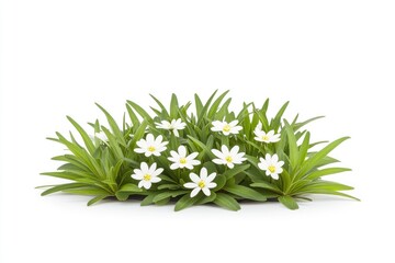 Obraz premium A vibrant cluster of white flowers surrounded by lush green leaves on a clean white background
