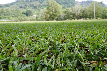 Lush Green Grass Field Tropical Landscape Nature Background