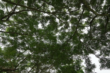 Lush Green Canopy Dense Foliage Tree Branches Overhead Nature Background