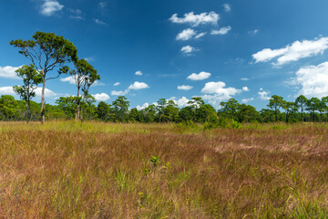 Obraz premium Beautiful natural panoramic countryside landscape. Rainforest ecosystem and healthy environment concept background. View of meadow field, forests and mountains in Thailand against blue sky.