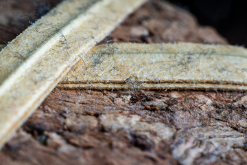 Closeup of textured bark with green plant fibers showcasing nature's intricate patterns