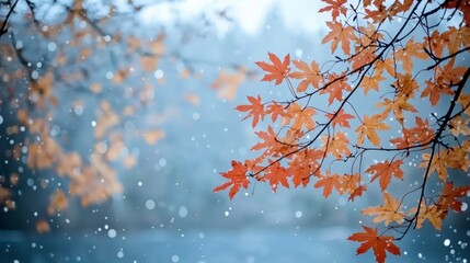 Autumn s Embrace  First Snow on Maple Leaves  Winter s Beginning