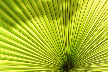 Fototapeta premium fan palm leaf with backlit from sunlight and shadow, radial pattern and pleated stripes of translucent tropical leaves, abstract green nature texture background