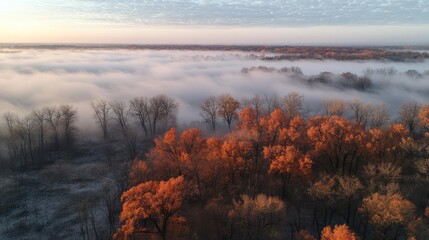Aerial view of autumn forest in morning fog.