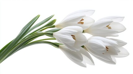 Delicate bouquet of six white crocuses isolated on white background.