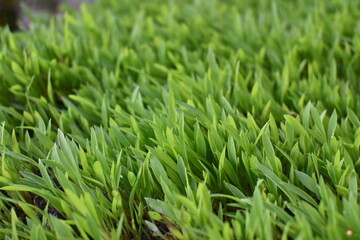 green grass background