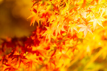 東寺の美しい紅葉のライトアップ