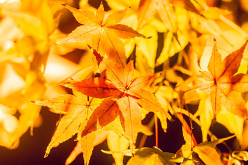 東寺の美しい紅葉のライトアップ
