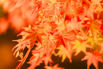 東寺の美しい紅葉のライトアップ