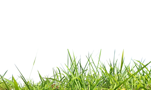 A photo of grass stretching parallel, with a transparent background, creates a natural appearance that is suitable for use as a frame template, giving a fresh and natural impression to the design.