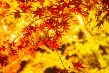 東寺の美しい紅葉のライトアップ
