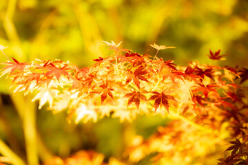 東寺の美しい紅葉のライトアップ