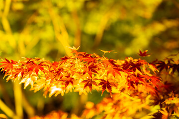 東寺の美しい紅葉のライトアップ