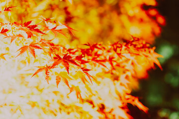 東寺の美しい紅葉のライトアップ