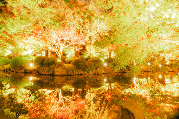 東寺の美しい紅葉のライトアップ
