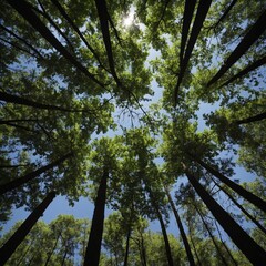 Obraz premium Describe the feeling of laying on the forest floor, gazing up at the sky through the trees.