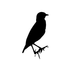 
Sparrow silhouette vector illustration isolated on white. Symbol of a small city bird.