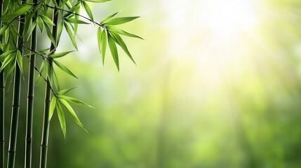 Serene Bamboo Forest with Sunlight Filtering Through Green Leaves, Peaceful Nature Scene for Relaxation, Zen Vibes, and Tranquility in a Lush Forested Setting.