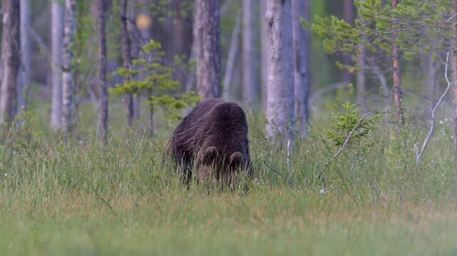 Brown bear looking for something to eat