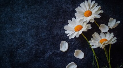 Obraz premium Elegant White Daisies on Dark Background Floral Photography Nature Still Life
