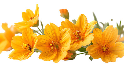 Naklejka premium Yellow garden flowers, isolated on white background.