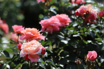 Rose garden