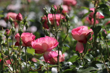 Rose garden