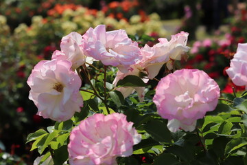 Rose garden