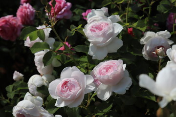 Rose garden