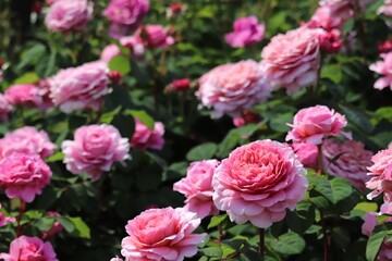 Rose garden