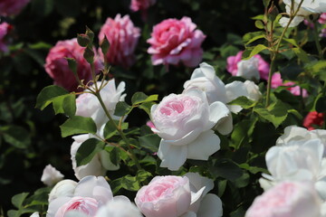 Rose garden