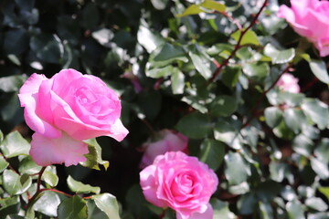 Rose garden