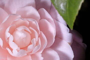 日本の春の花、乙女椿