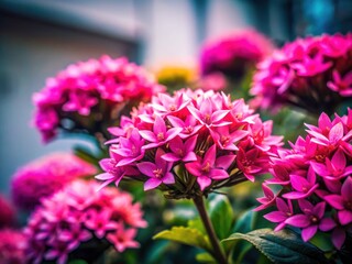 Fototapeta premium Urban exploration reveals delicate pink blossoms, sharply detailed against a pure white background. High-resolution image.