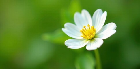 Delicate white petals of Linaria Pelisseriana flower, Sardinia, plant