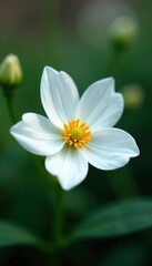 Delicate white petals surround a central core, nature, flowering