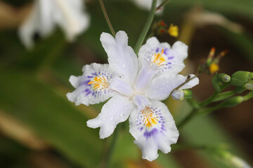 Summer Concept, Blooming Purple Flower, Iris tectorum — wall iris