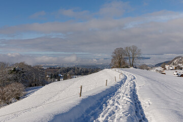 Feldweg im Winter mit zwei Bäumen [4]