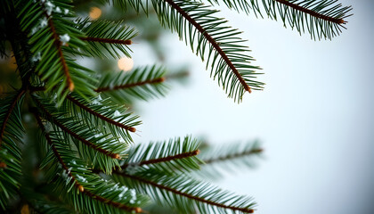 Christmas tree branches background
