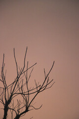 Tree Branches Against a Dusky Pink Sky, Capturing the Beauty of Simplicity