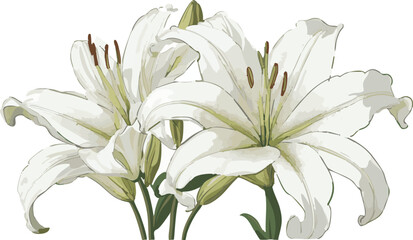 white lily flowers vector