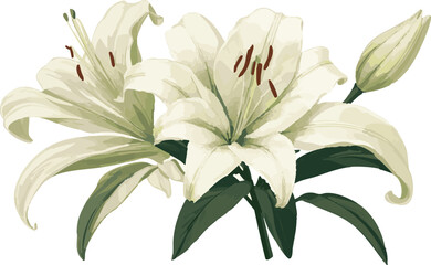 white lily flowers vector